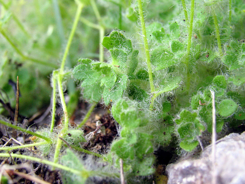 Saxifraga arachnoidea Sterub. / Sassifraga ragnatelosa